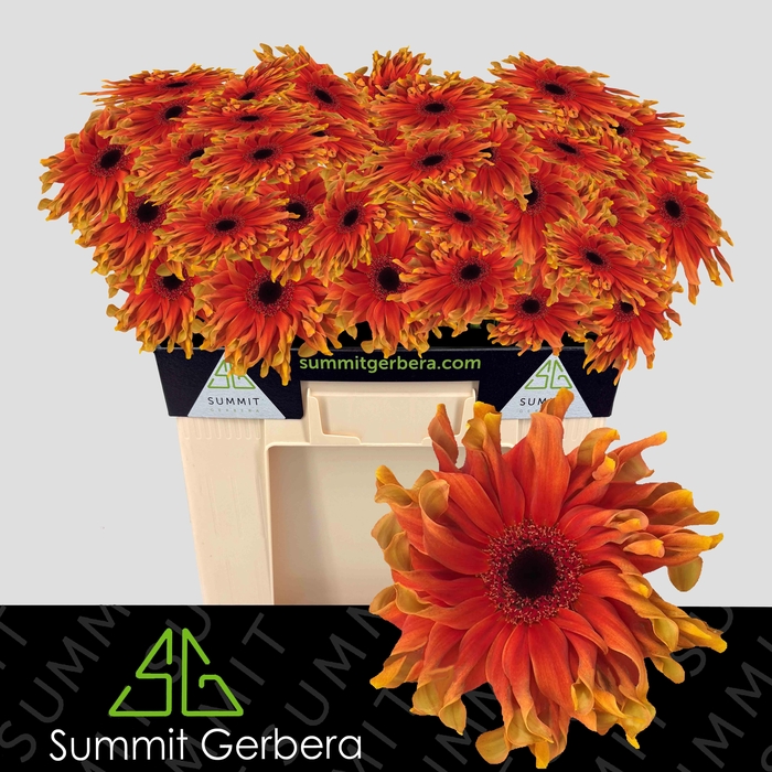 <h4>Gerbera Pasta Caprese Water</h4>