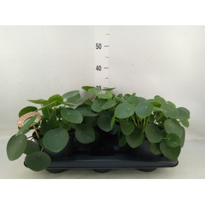 Pilea peperomoides