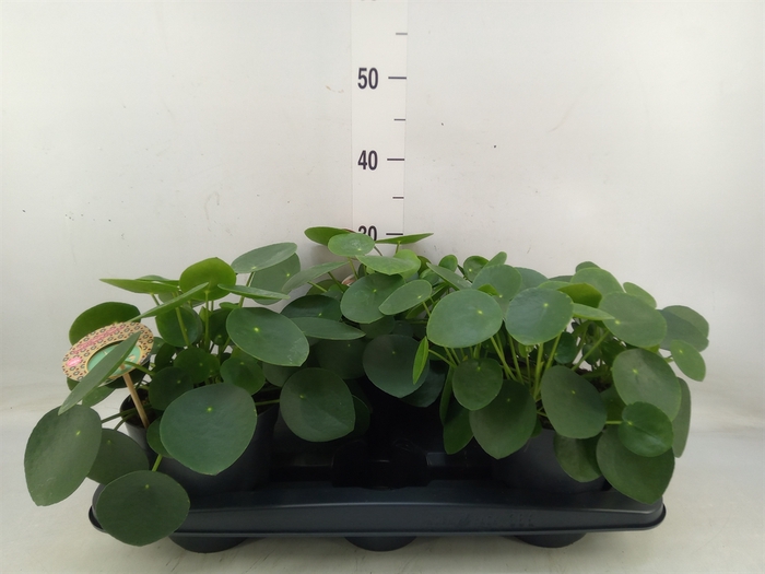 <h4>Pilea peperomoides</h4>
