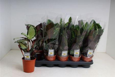 <h4>Calat Gem 3 Srt</h4>