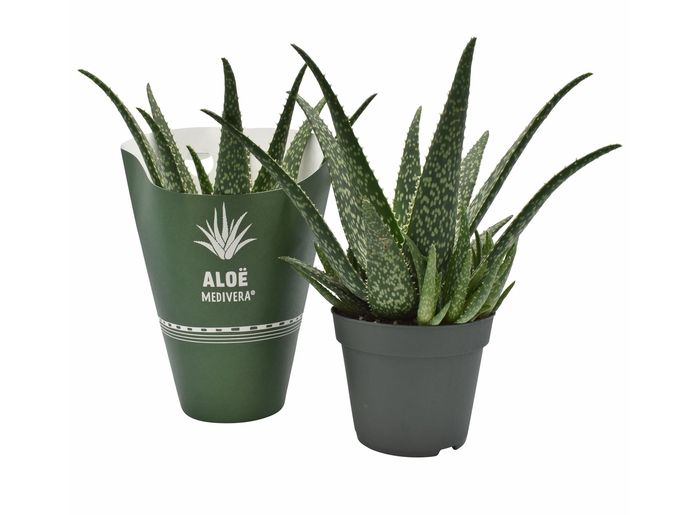 <h4>Aloe  'Tropical'</h4>