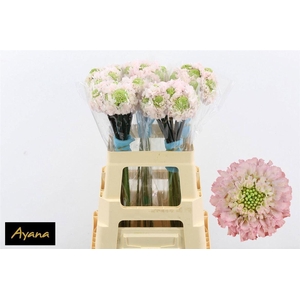 Scab At F Va B Scoop