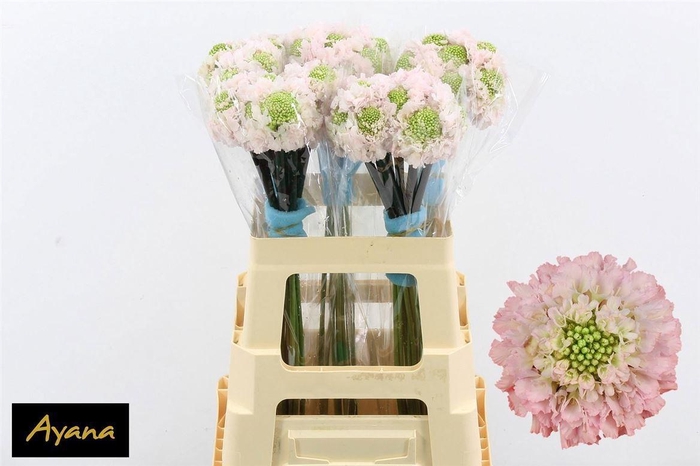 <h4>Scab At F Va B Scoop</h4>