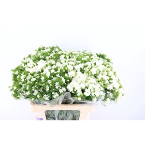 Di Barb Doblino White