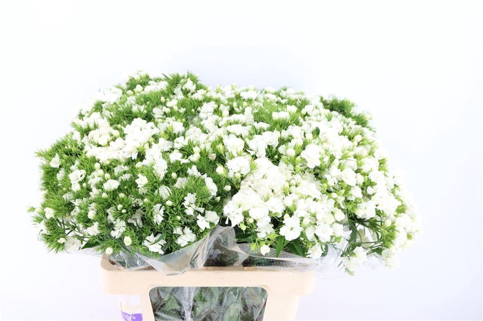 <h4>Di Barb Doblino White</h4>