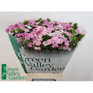 Di Barbatus Am Rose Green Valley