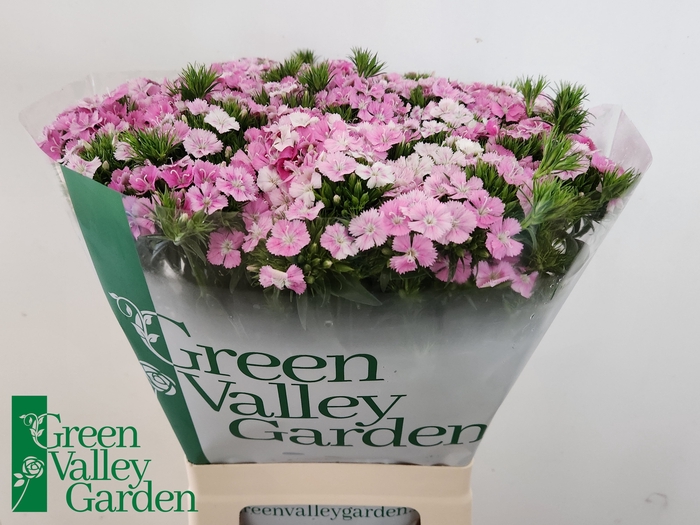 <h4>Di Barbatus Am Rose Green Valley</h4>