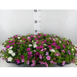 Calibrachoa  'Cabaret MM Pink Para'