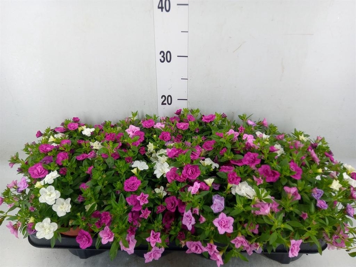 <h4>Calibrachoa  'Cabaret MM Pink Para'</h4>