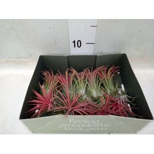 Tillandsia