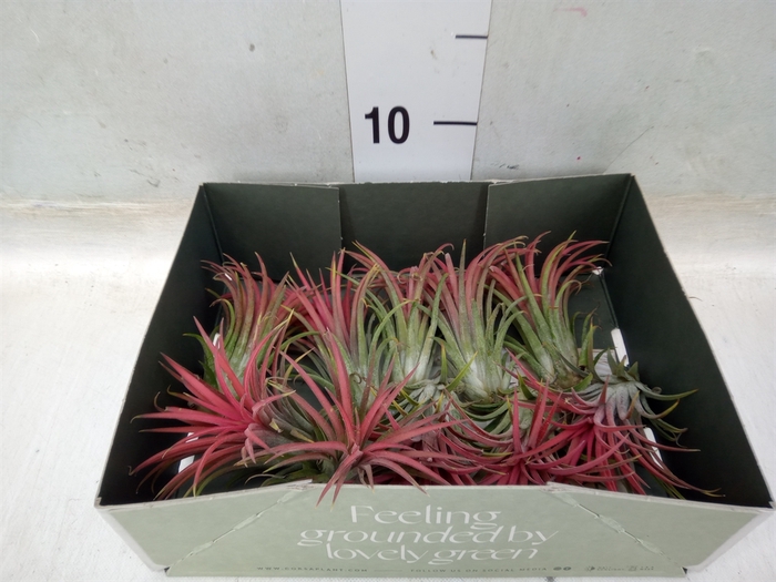 <h4>Tillandsia</h4>