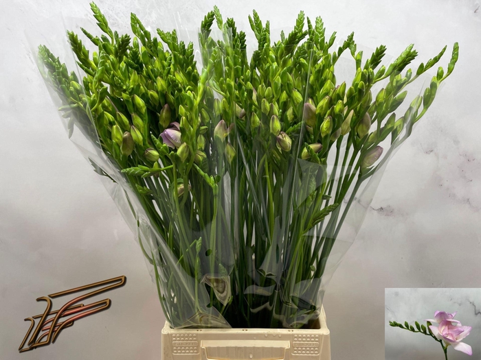 <h4>Freesia du Rosario</h4>