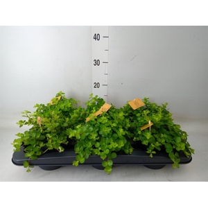 Peperomia rotundifolia