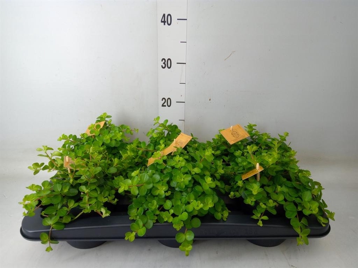 <h4>Peperomia rotundifolia</h4>