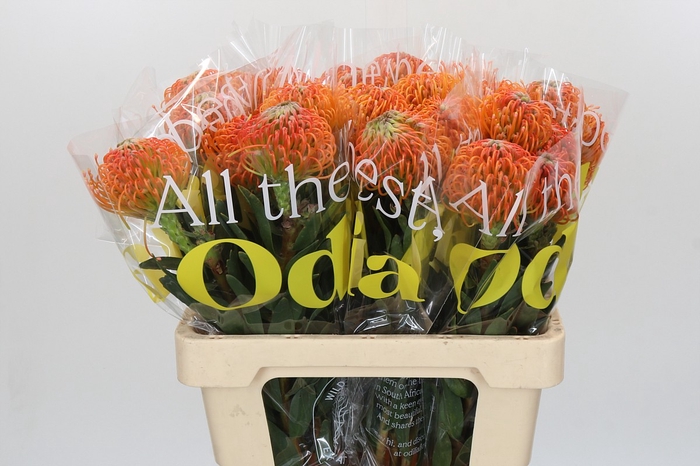 <h4>Nutans Ayoba Peach</h4>