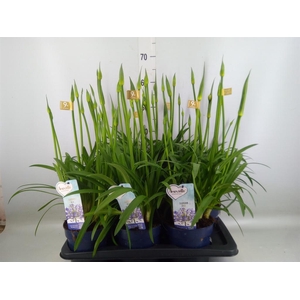 Agapanthus  'Amourette Superb'