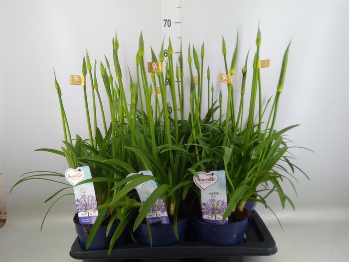 <h4>Agapanthus  'Amourette Superb'</h4>