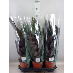 Calathea sanderiana