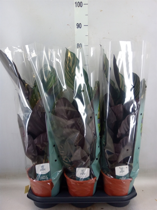 <h4>Calathea sanderiana</h4>
