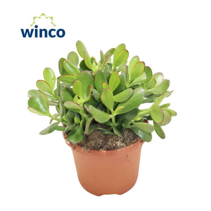 <h4>Crassula Ovata</h4>