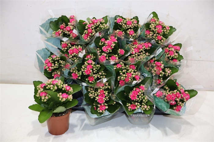 <h4>Kal Ge Nando Pink</h4>