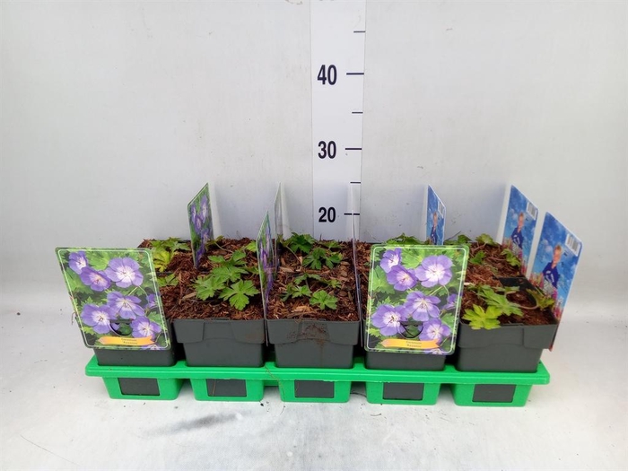 <h4>Geranium  'Rozanne'</h4>