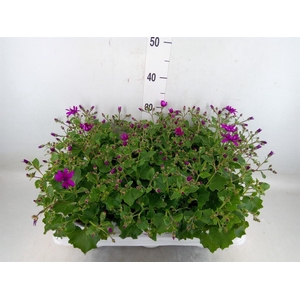 Pericallis cr. 'Senetti Magenta'