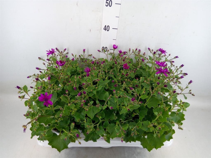 <h4>Pericallis cr. 'Senetti Magenta'</h4>