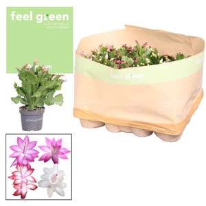 Schlumbergera - 9 cm - Mix - FEEL GREEN Decorum