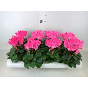 Cyclamen KL 'Compact'