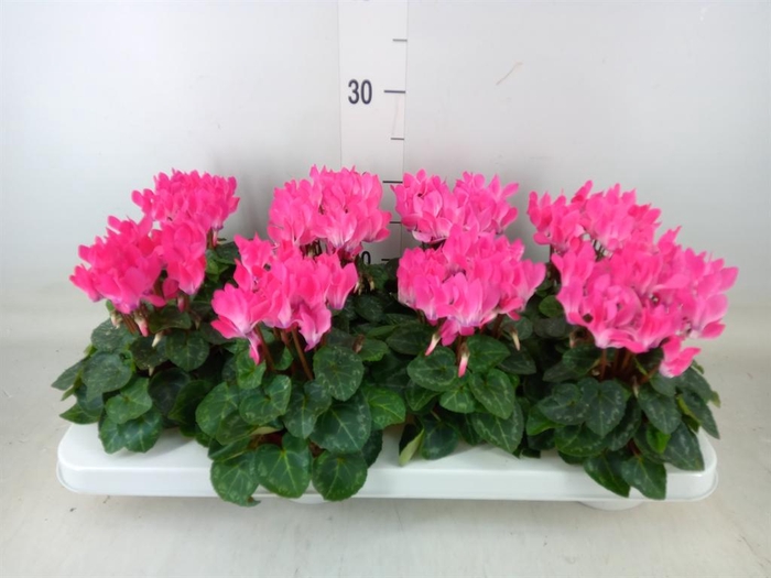 <h4>Cyclamen KL 'Compact'</h4>