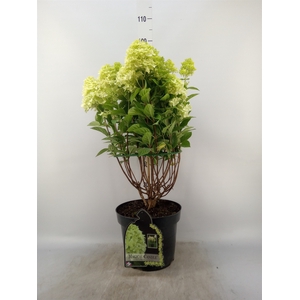 Hydrangea pan. 'Magical Candle'