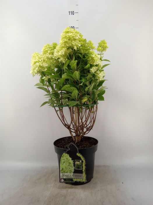 <h4>Hydrangea pan. 'Magical Candle'</h4>