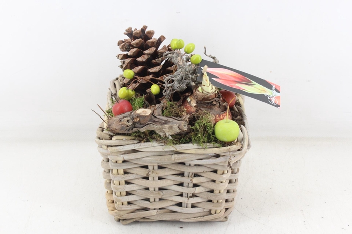 <h4>arr4 Amaryllis MB - Kubumand 4kant</h4>