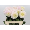 Dahlia Sweet Nathalie