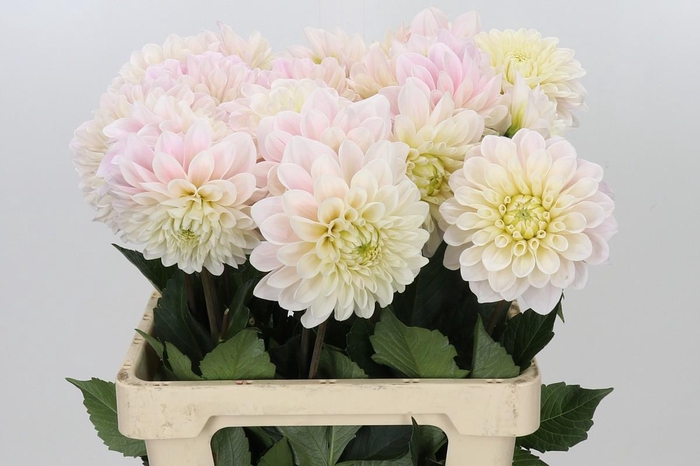 Dahlia Sweet Nathalie