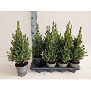 Picea glauca Perfecta