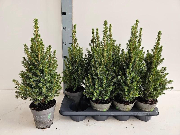 <h4>Picea glauca Perfecta</h4>