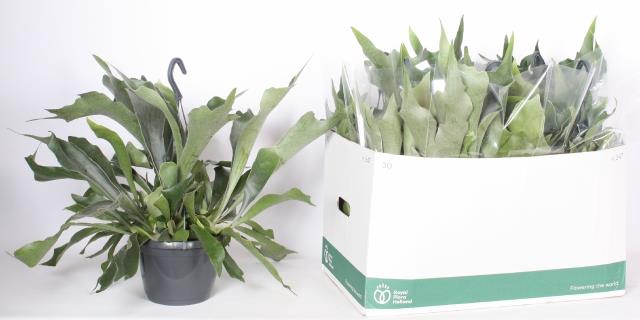 PP Flowers Webshop