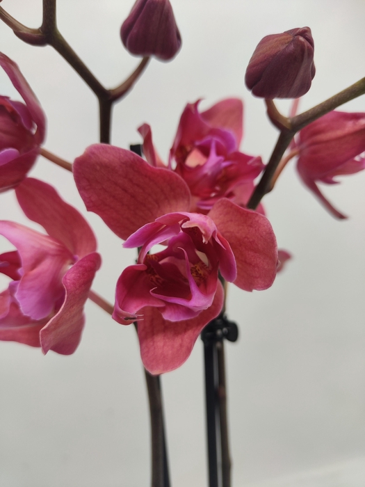 <h4>Limited 65 week 2</h4>