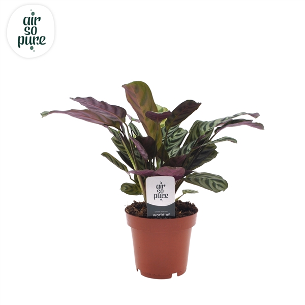 <h4>Ctenanthe Burle Marxii (zonder hoes)</h4>