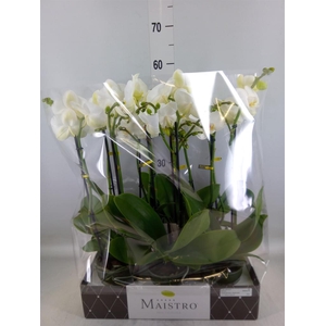 Phalaenopsis   ...white