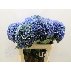 Hydrangea royal parade classic