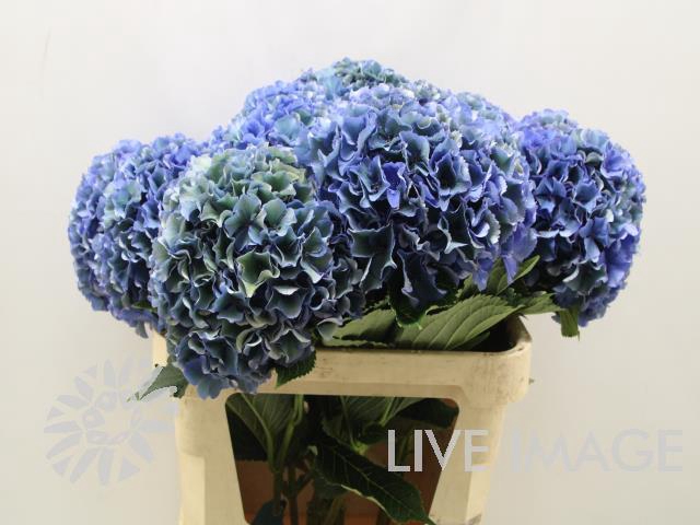 <h4>Hydrangea royal parade classic</h4>