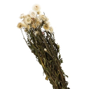 Dried flowers Helichrysum 40-60cm