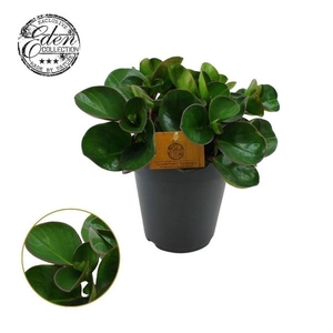 Peperomia obtusifolia Burning Bush