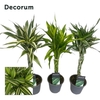 Dracaena Sanderiana vlecht mix 12 cm (Decorum)