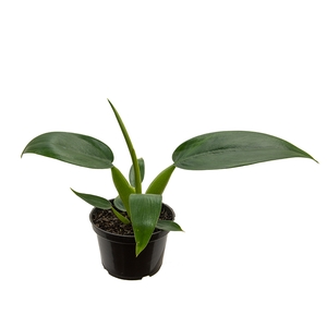 PHILODENDRON PACOVA P11