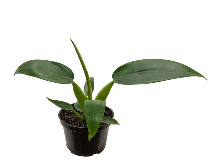 <h4>PHILODENDRON PACOVA P11</h4>