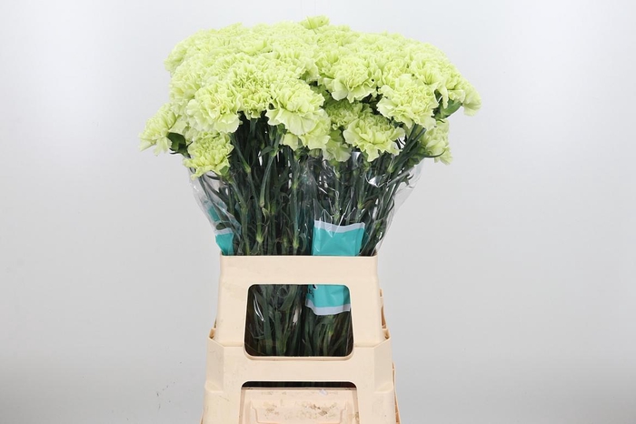 <h4>Di St Jungle</h4>